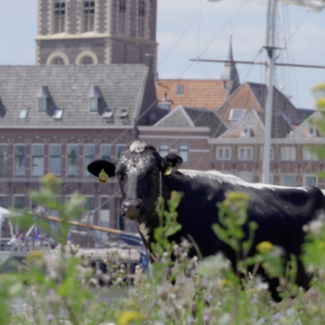 Koe in stadsfront van Hanzestad Kampen - JuliusMedia foto