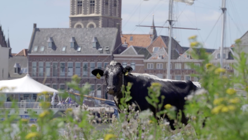 Koe in stadsfront van Hanzestad Kampen - JuliusMedia foto