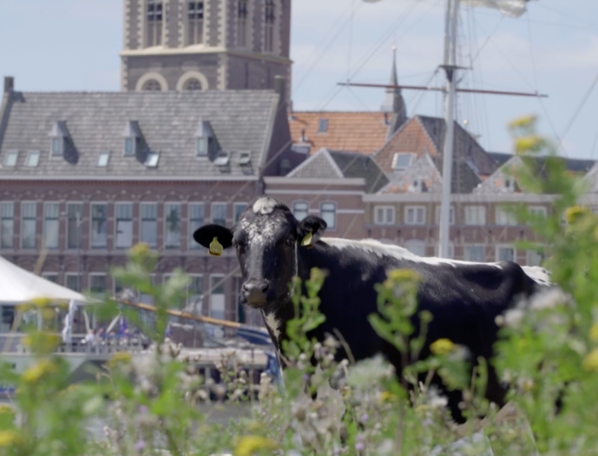 Koe in stadsfront van Hanzestad Kampen - JuliusMedia foto